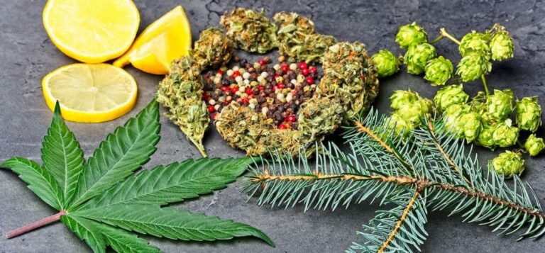 terpenes-iStock-1205801747-cropped-1024x476-1