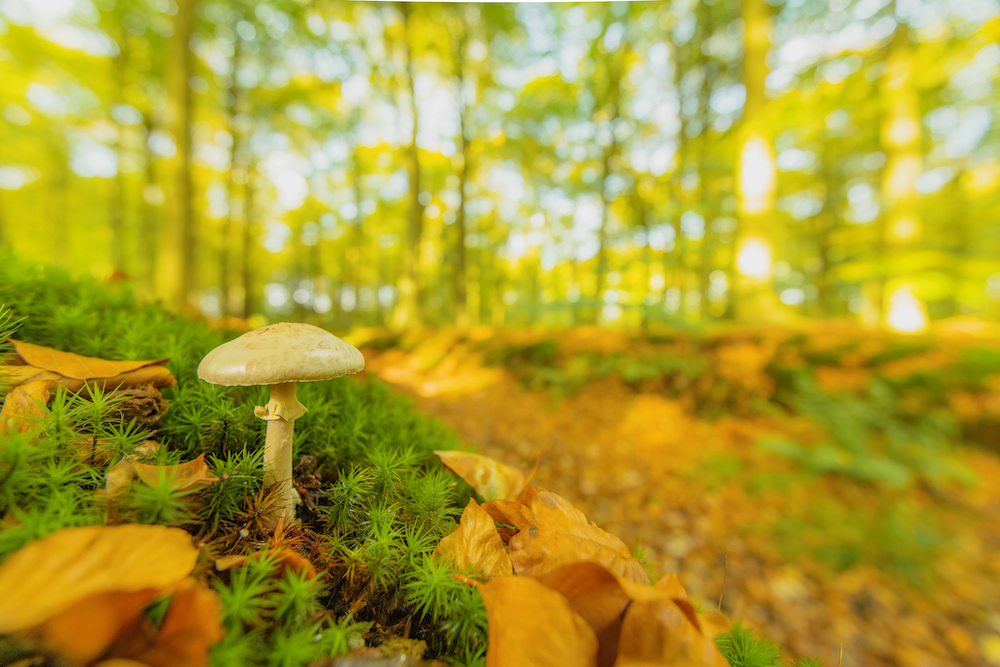 mushroom in a field