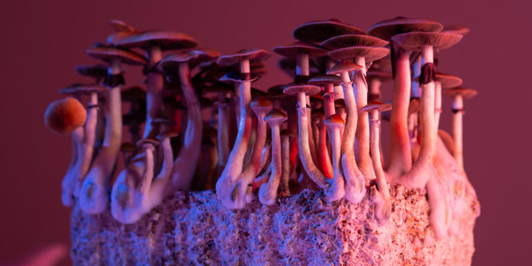 cultivation of hallucinogenic mushrooms psilocybe cubensis cultivation