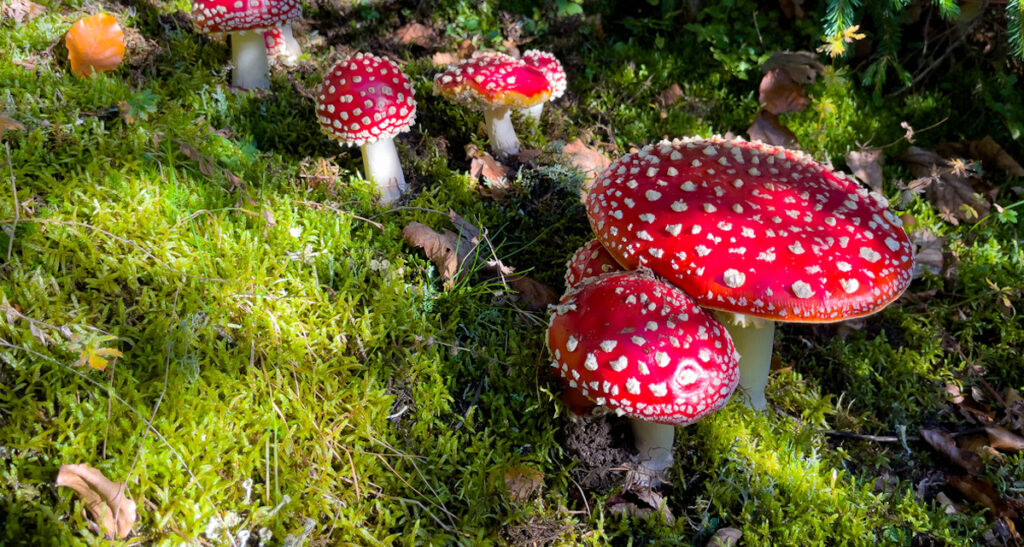 Amanita Muscaria - Fly agaric mushroom in the forest