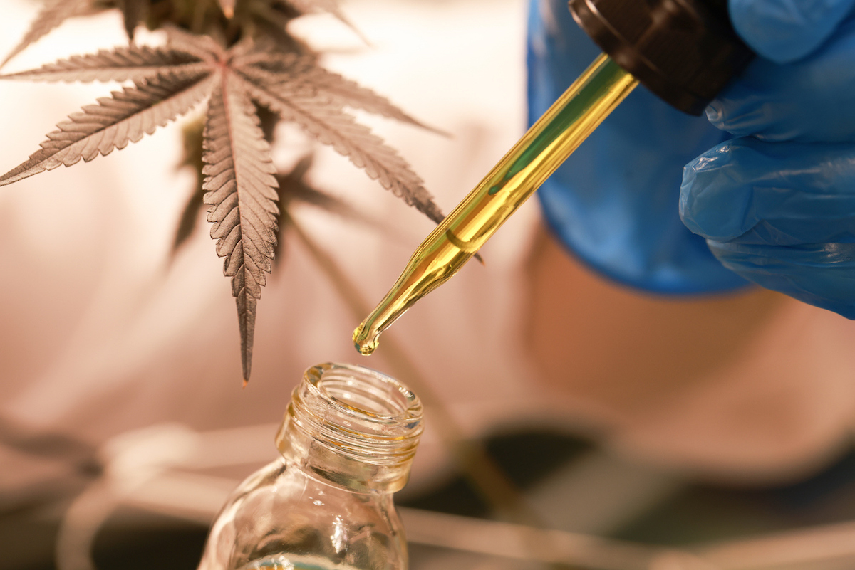 CBD Hemp oil, Hand holding droplet of Cannabis oil against Marijuana buds. Alternative Medicine