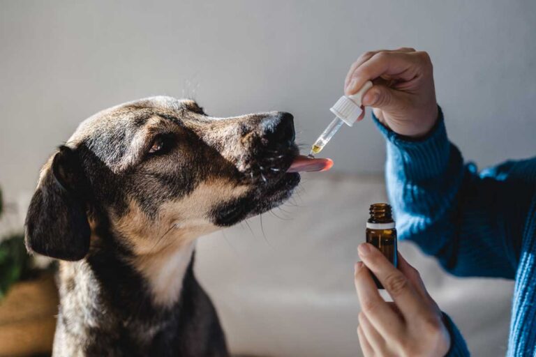 veterinary-ads