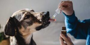 veterinary-ads